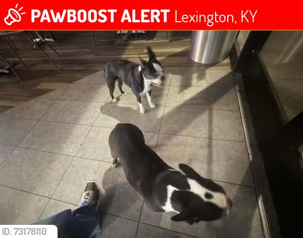 Lost Female Dog last seen beaumont lexington ky, Lexington, KY 40502