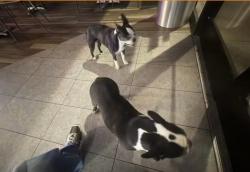 Lost Female Dog last seen beaumont lexington ky, Lexington, KY 40502
