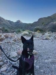 Reunited Female Dog last seen Near Skylark Way, El Paso, TX 79922, USA, El Paso, TX 79922