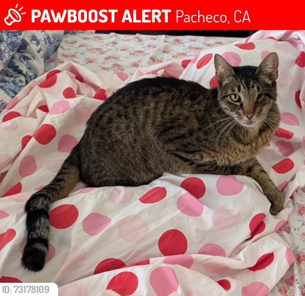 Lost Male Cat last seen DVC, Pleasant Hill, Pacheco, CA 94553