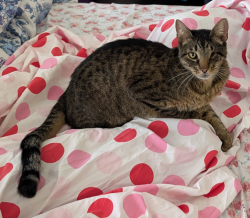 Lost Male Cat last seen DVC, Pleasant Hill, Pacheco, CA 94553
