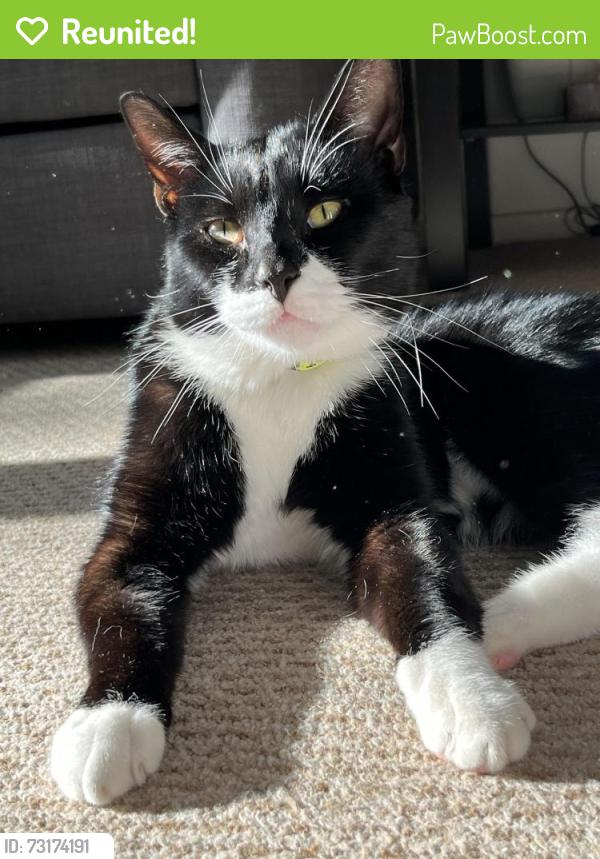 Reunited Male Cat last seen B73 5HT, Birmingham, England B73 5HT