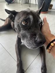 Reunited Female Dog last seen Coral Pointe close to Windsor apmts, Coconut Creek, FL 33073