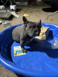 Lost Male Dog last seen Near s archie ave, Fresno, CA 93702