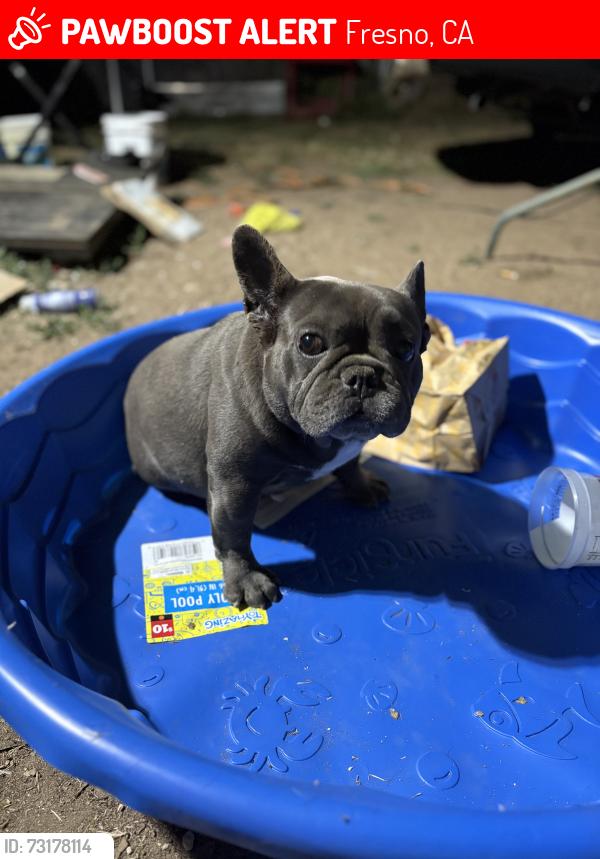 Lost Male Dog last seen Near s archie ave, Fresno, CA 93702