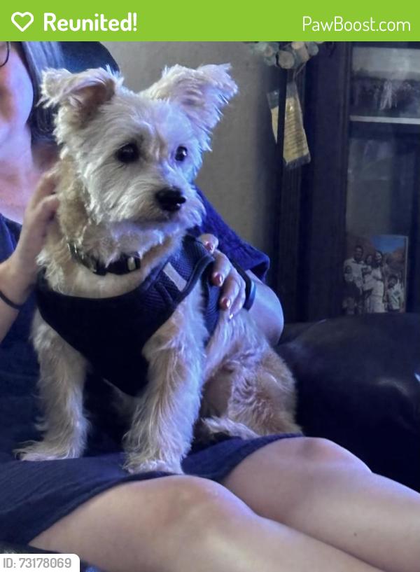Reunited Male Dog last seen Island and R st, Los Angeles, CA 90744