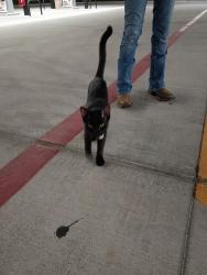 Found/Stray Male Cat last seen By the new 7 Eleven in Waco Texas, Waco, TX 76706