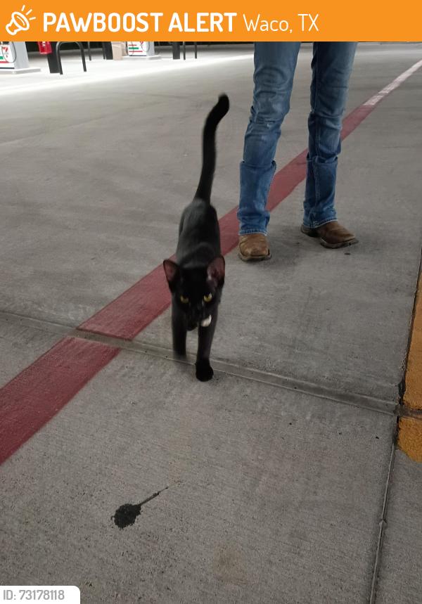 Found/Stray Male Cat last seen By the new 7 Eleven in Waco Texas, Waco, TX 76706