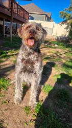 Lost Male Dog last seen Unknown, Eagle Mountain, UT 84043