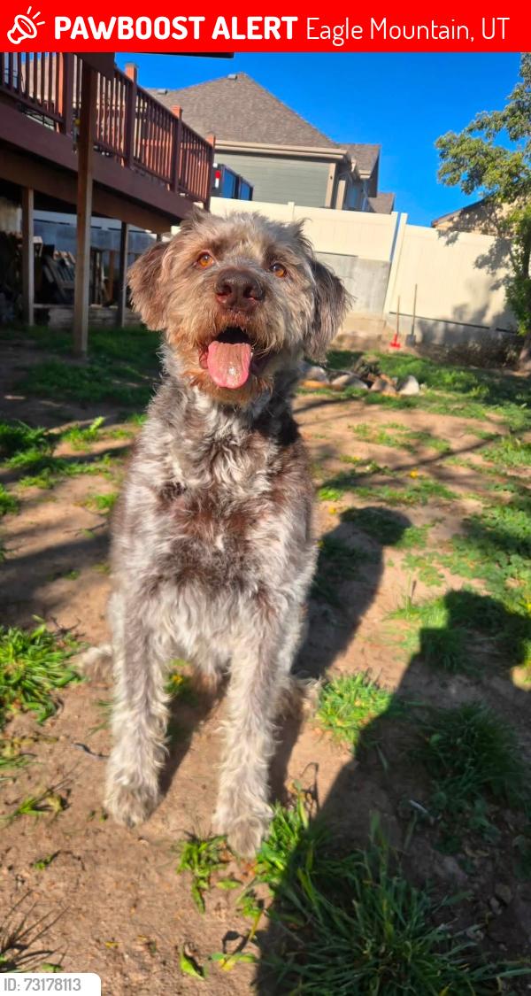 Lost Male Dog last seen Unknown, Eagle Mountain, UT 84043