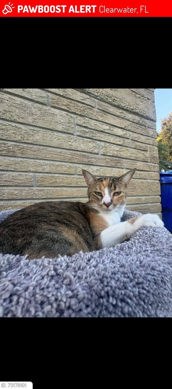Lost Female Cat last seen Scotland dr Clearwater, Clearwater, FL 33763