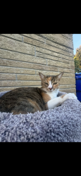 Lost Female Cat last seen Scotland dr Clearwater, Clearwater, FL 33763
