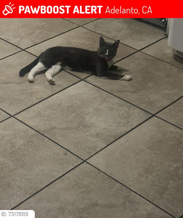 Lost Female Cat last seen bellflower and Chamberlain Way, Adelanto, CA 92301