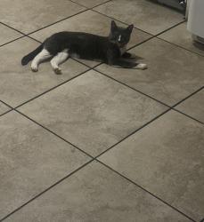 Lost Female Cat last seen bellflower and Chamberlain Way, Adelanto, CA 92301