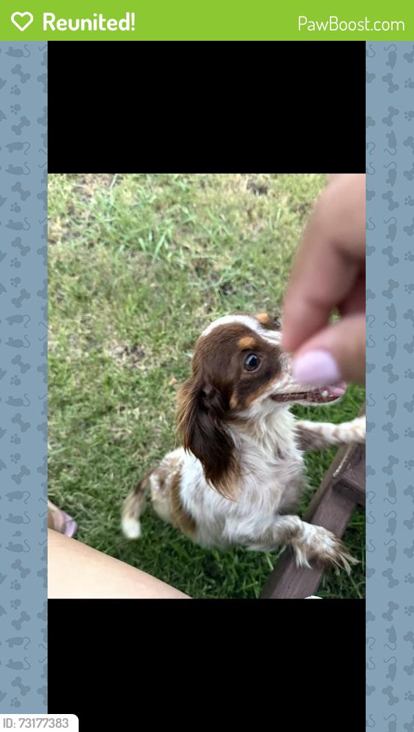 Reunited Female Dog last seen Campbell Ln, Denton, TX 76209, USA, Denton, TX 76209
