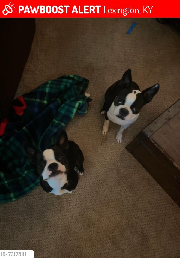 Lost Female Dog last seen Gondola Dr, Lexington, KY 40503