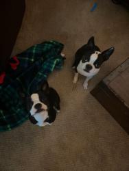 Lost Female Dog last seen Gondola Dr, Lexington, KY 40503