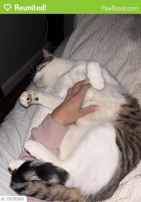 Reunited Male Cat last seen Hilltop Road, Old Road, Pigeon Hill Road, Weston, MA 02493