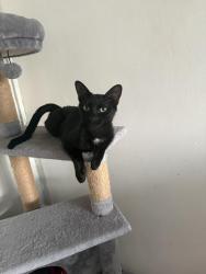 Lost Female Cat last seen Barkis hse, Brownlow close, Portsmouth, England PO1 4EP