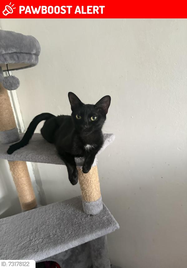 Lost Female Cat last seen Barkis hse, Brownlow close, Portsmouth, England PO1 4EP