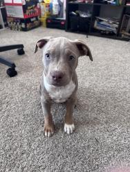 Reunited Female Dog last seen E 94th Ave, Commerce City, CO 80022