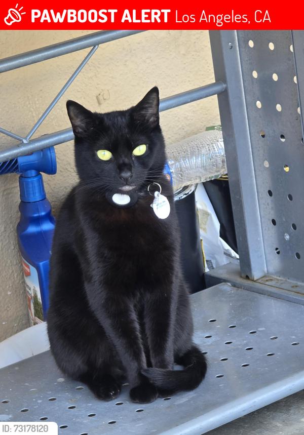 Lost Female Cat last seen Kester Ave by the Panorama City Elementary School, Los Angeles, CA 91402
