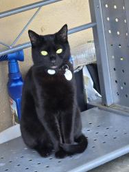 Lost Female Cat last seen Kester Ave by the Panorama City Elementary School, Los Angeles, CA 91402