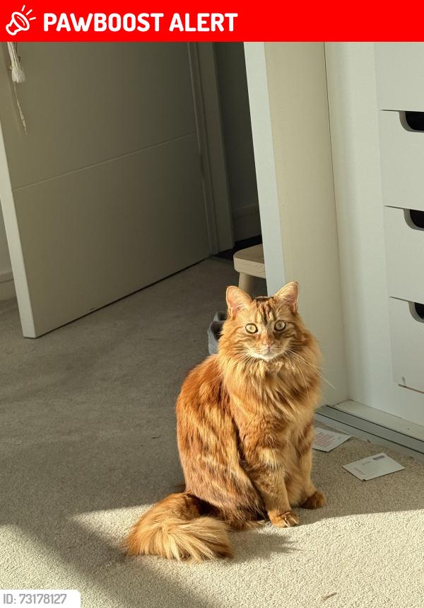 Lost Male Cat last seen Abbots manor playground, Pimlico, England SW1V 4EU