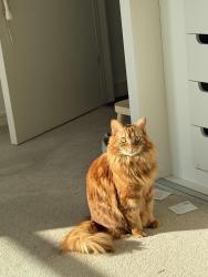 Lost Male Cat last seen Abbots manor playground, Pimlico, England SW1V 4EU