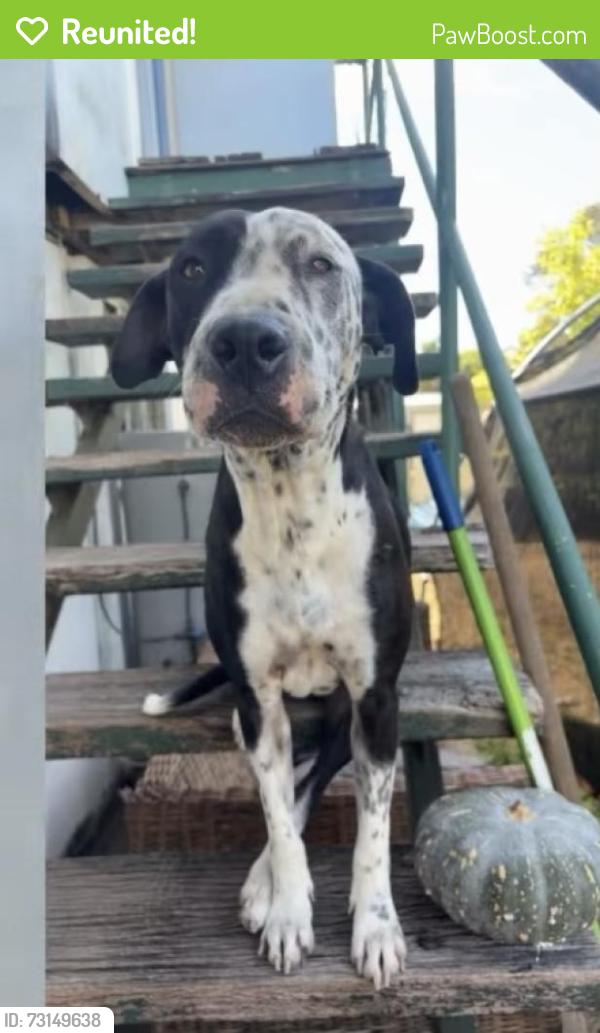 Reunited Female Dog last seen Rasmussen, Kelso, QLD 4815