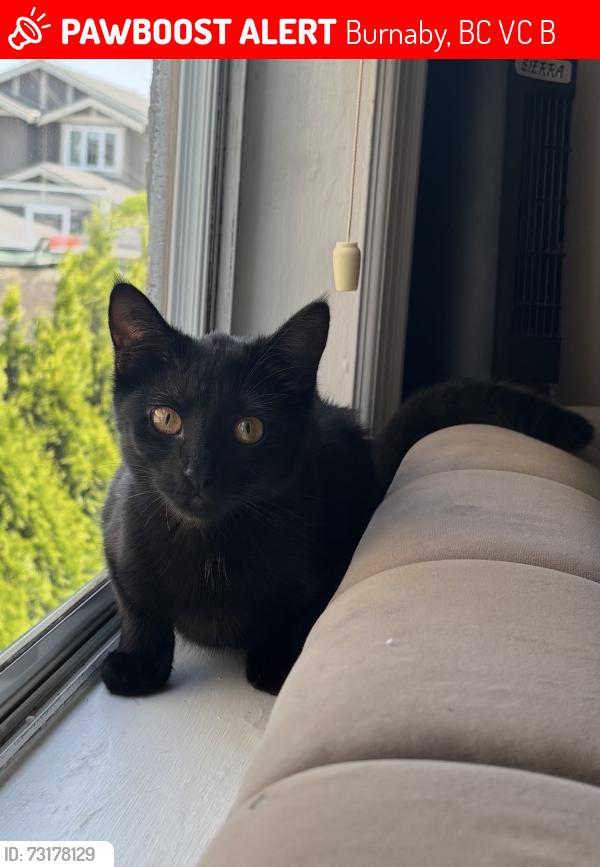 Lost Female Cat last seen Dundas street, Burnaby, BC V5C 1B1