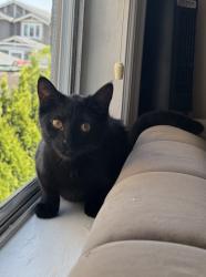 Lost Female Cat last seen Dundas street, Burnaby, BC V5C 1B1