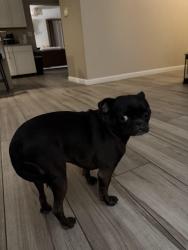 Found/Stray Female Dog last seen Edison Elementary, Mesa, AZ 85203