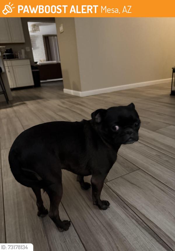 Found/Stray Female Dog last seen Edison Elementary, Mesa, AZ 85203