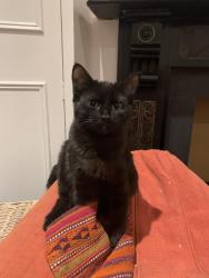 Lost Male Cat last seen Abbeville Road, Greater London, England 