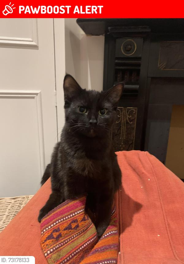 Lost Male Cat last seen Abbeville Road, Greater London, England 