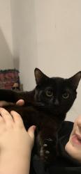 Lost Male Cat last seen Abbeville Road, Greater London, England 