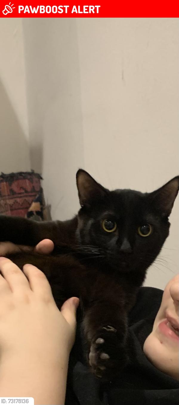 Lost Male Cat last seen Abbeville Road, Greater London, England 