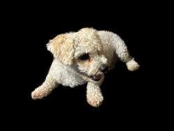 Lost Male Dog last seen maximos dr 14119, Houston, TX 77083