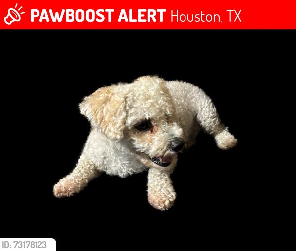 Lost Male Dog last seen maximos dr 14119, Houston, TX 77083