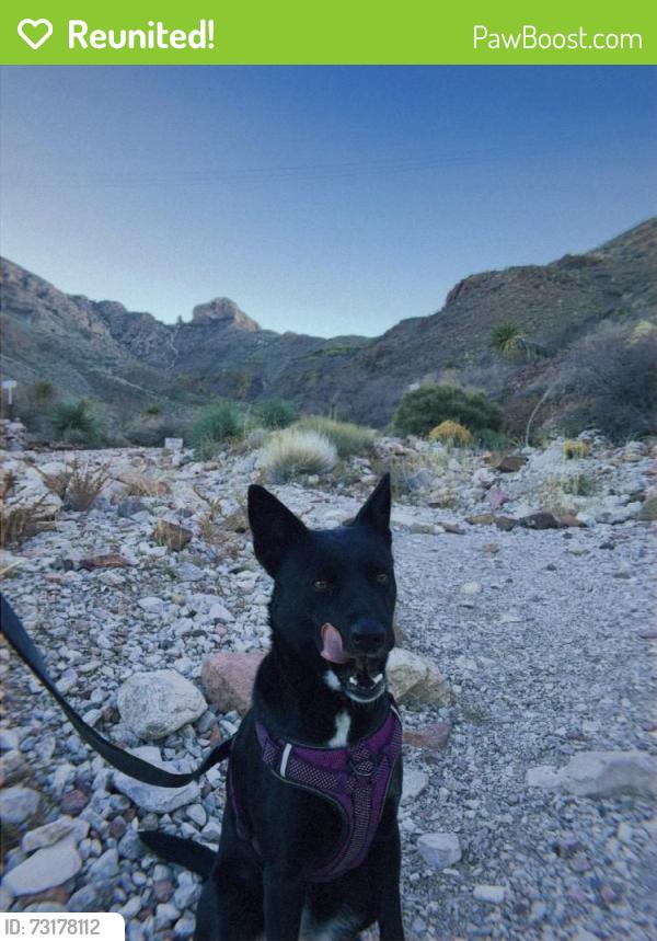 Reunited Female Dog last seen Near Skylark Way, El Paso, TX 79922, USA, El Paso, TX 79922