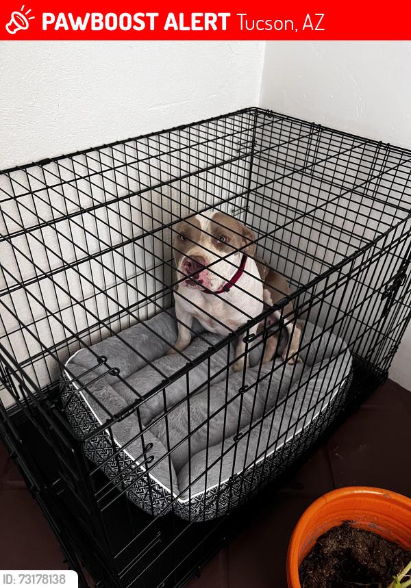 Lost Male Dog last seen Tetakusim, Tucson, AZ 85746