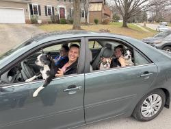 Lost Female Dog last seen Near Gondola Drive, Lexington, KY 40513