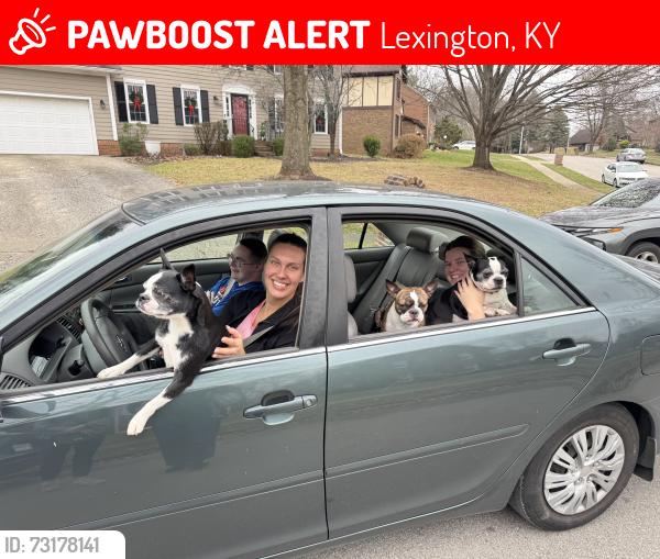 Lost Female Dog last seen Near Gondola Drive, Lexington, KY 40513