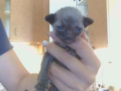Shelter Stray Male Cat last seen 50TH AVE/47TH ST, 95823, 3839 Bradshaw Rd, Sacramento, CA 95827, USA