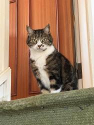 Reunited Female Cat last seen Andrewgate, York, England YO1 7BX
