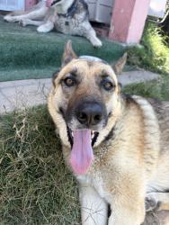 Reunited Female Dog last seen Near W 110th St, Inglewood, CA 90303, USA, Inglewood, CA 90303