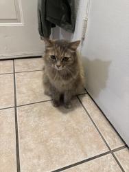 Reunited Female Cat last seen Winegard road, Pine Castle, FL 32809