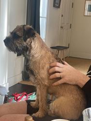 Lost Female Dog last seen Bronson Ave and 9th St, Los Angeles, CA 90019