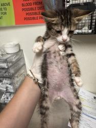 Shelter Stray Male Cat last seen Near BLOCK HYDRA CT, BAKERSFIELD CA 93306, 3951 Fruitvale Ave, Bakersfield, CA 93308, USA